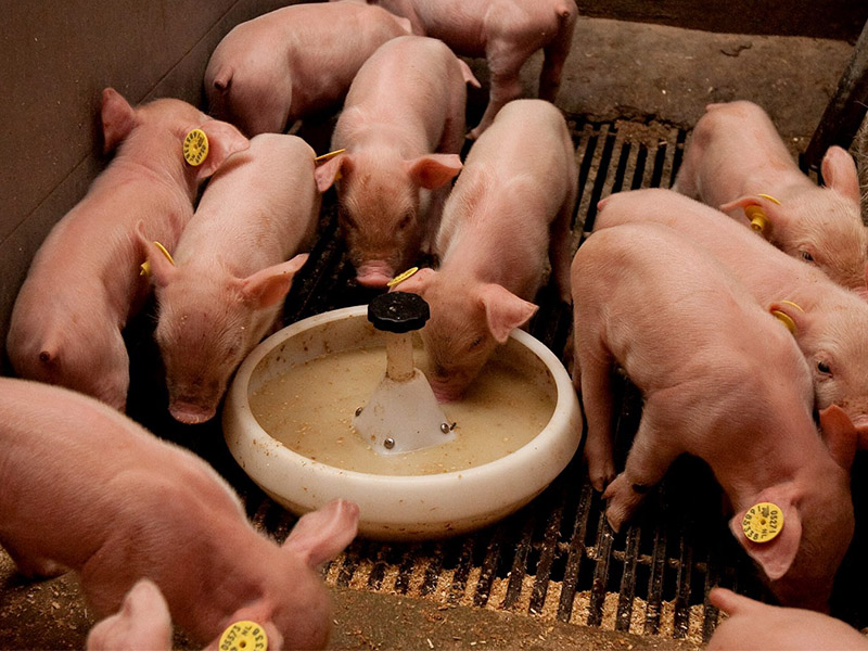 Feeding nursery pigs a highly digestible diet supplemented with ample lactose