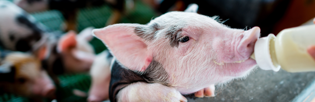 Fermilac gives your piglets the best start!